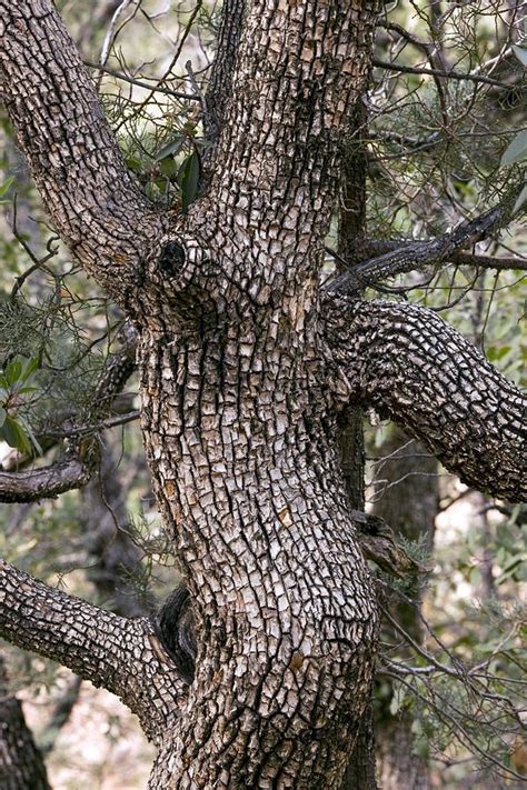 Alligator Juniper Juniperus Deppeana Photograph By Bob Gibbons