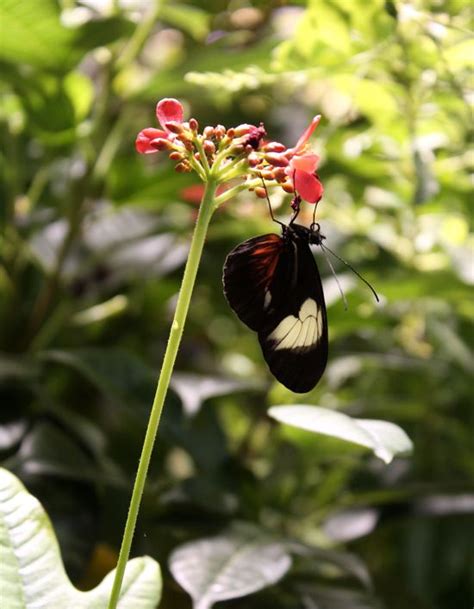 the Smithsonian Butterfly Pavilion {an Art School Dropout's life ...