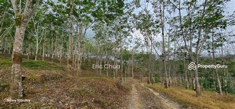 Acres Rrubber Estate At Slim River Perak Kampung Rasau Tanjung