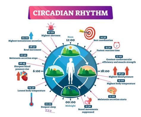 Circadian Rhythm And Weight Loss Investigate The Impact Of Circadian Rhythms On Metabolism And