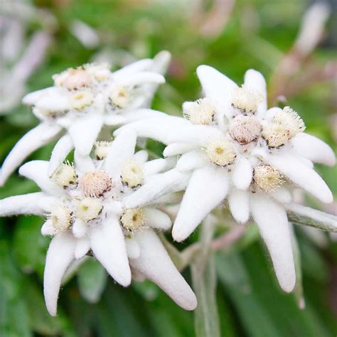 Qauzuy Garden 25 White Edelweiss Seeds Leontopodium Alpinu Very Hardy Perennial Flower