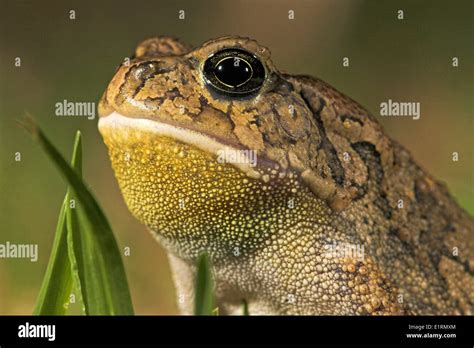 Toad Chin Hi Res Stock Photography And Images Alamy