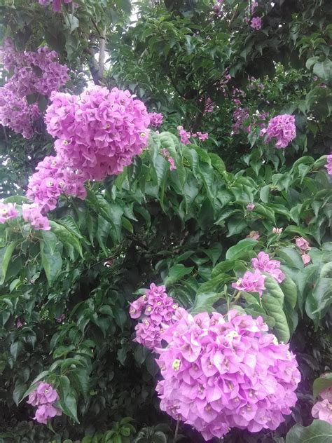 Bougainvillea Arborea Tree Bougainvillea2 Richard Lyons Nursery Inc