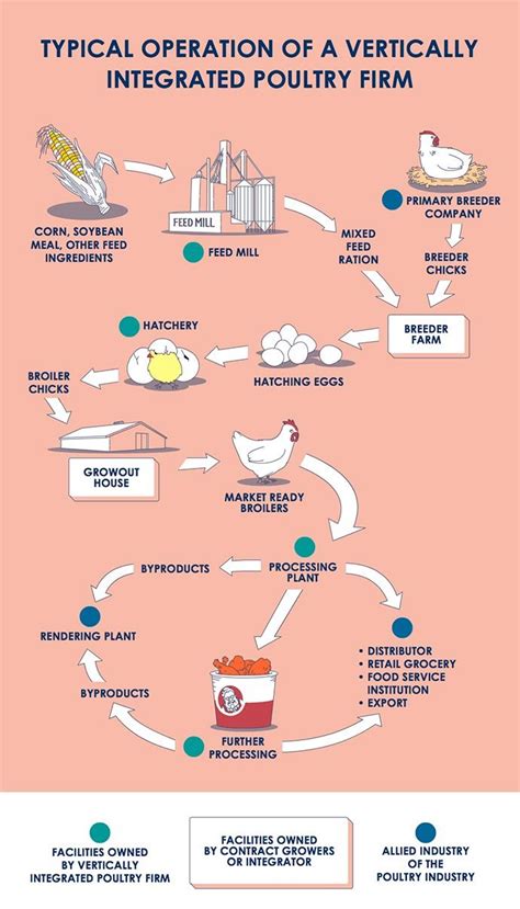 Explain Poultry Farming Management System Design Talk