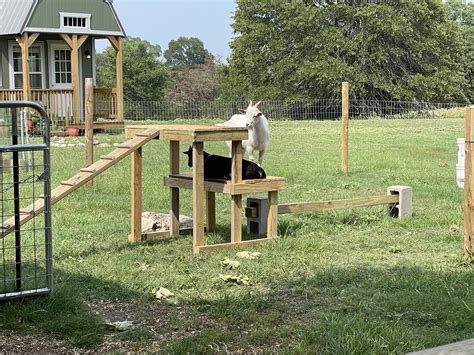 tree climbing goat 5