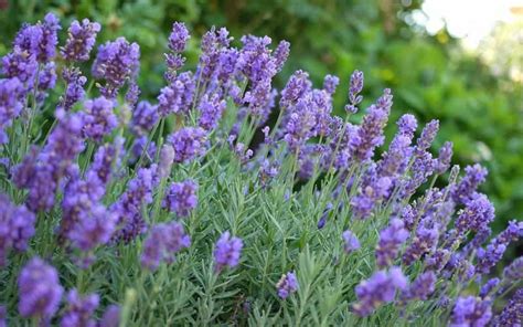 Lavandula X Intermedia Phenomenal Lavender