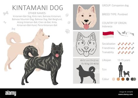 Kintamani Dog