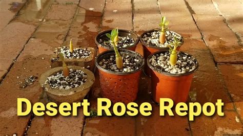 Desert Rose Seedling Repot Youtube