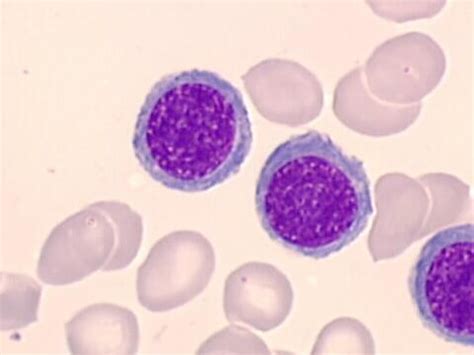 A P Circulatory Exam Flashcards Quizlet