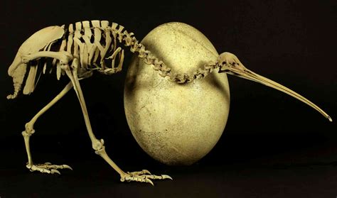 Rewriting The Origin Of New Zealands Kiwi Bird Ancestors