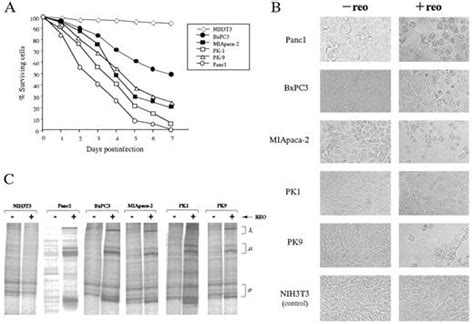 Oncolytic Viral Therapy For Human Pancreatic Cancer Cells By Reovirus