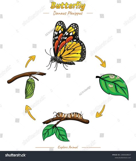 Butterfly Life Cycle Infographic Template Diagram Stock Vector Royalty