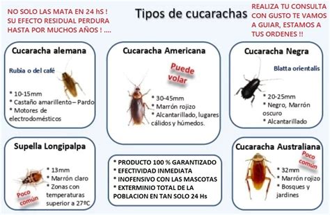 Veneno Para Cucarachas Eliminación 100 Garantizada En24 Hs Cuotas