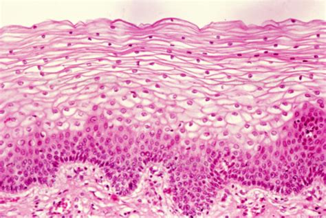 Basic Tissues Flashcards Quizlet