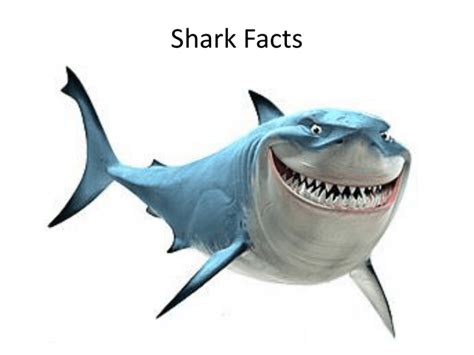 Shark Facts