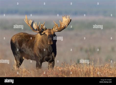 Denali State Park Moose High Resolution Stock Photography And Images