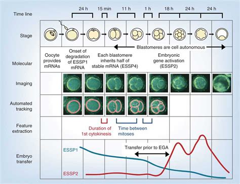 File:Model human blastocyst development.jpg - Embryology