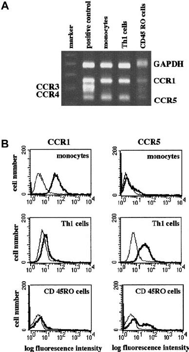 Differential Expression Of Ccr1 And Ccr5 On Monocytes T H 1 Cells