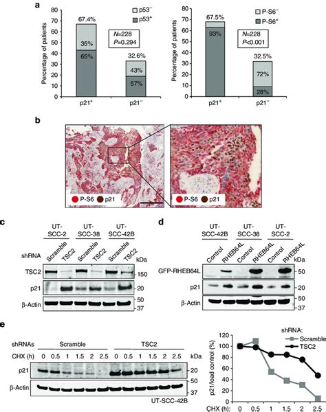 Mtorc14e Bp1 Regulates P21 Expression In Hnscc A Graphical Download Scientific Diagram