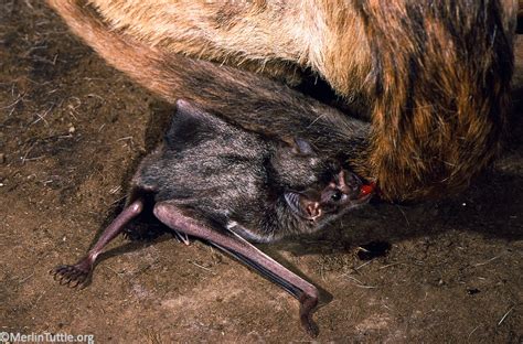 Vampire Bats Merlin Tuttle