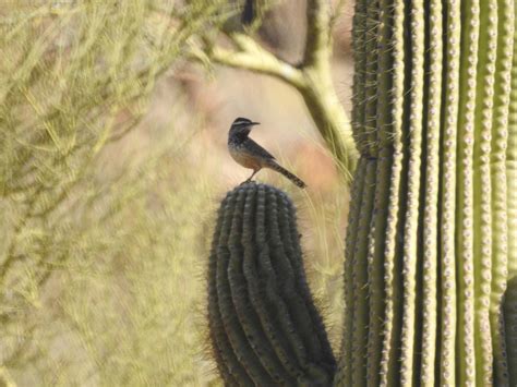 Cactus Wren From Maricopa County Az Usa On January At