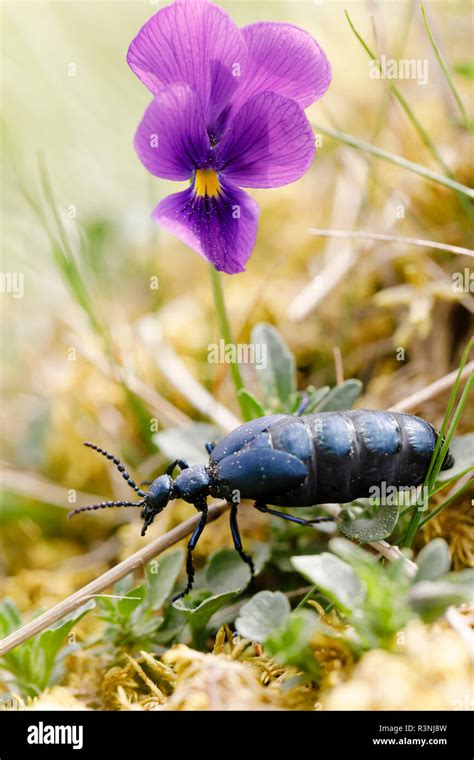 Violet Oil Beetle Meloe Violaceus Female And Mountain Pansy Viola