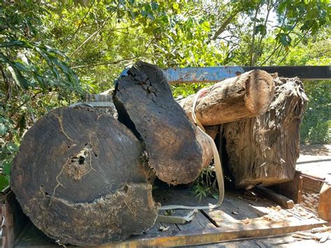 自家土地囤大批漂流木 警登門查山老鼠竟持偽造證明矇混遭識破