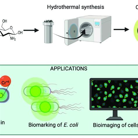 Schematic Representation Of The Synthesis Of Chitosan Based Carbon Dots Download Scientific