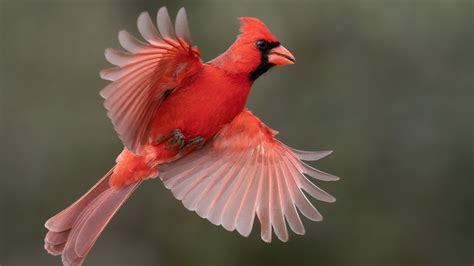 Heres What It Really Means When You See A Cardinal