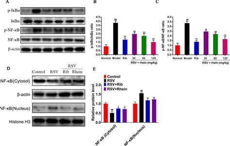 Frontiers Rhein Suppresses Lung Inflammatory Injury Induced By Human