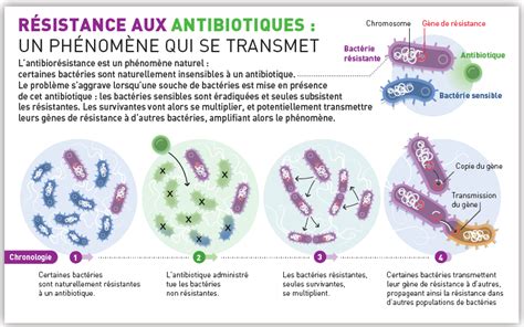 Cours La complexification des génomes Sciences de la vie et de la Terre