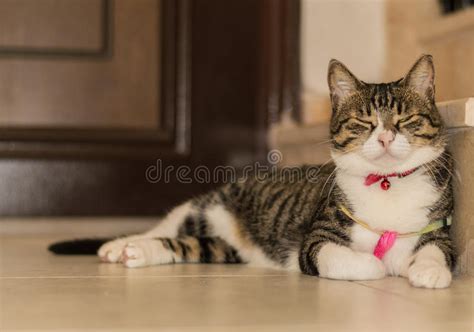 Gato De Gato Atigrado Que Duerme En El Piso Cerca De La Puerta Foto De