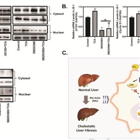 The P38 Mitogen Activated Protein Kinase Pathways Mediate Yap Nuclear