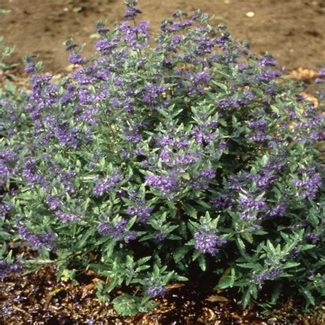 Caryopteris X Clandonensis First Choice Bluebeard SiteOne