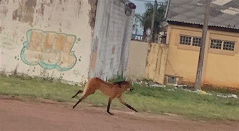 Lobo Guar Visto Passeando Em S O Carlos Veja V Deo Acidade On