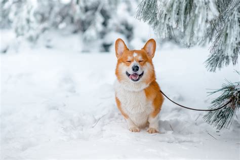 100+ hình nền chó corgi - hinhanhsieudep.net