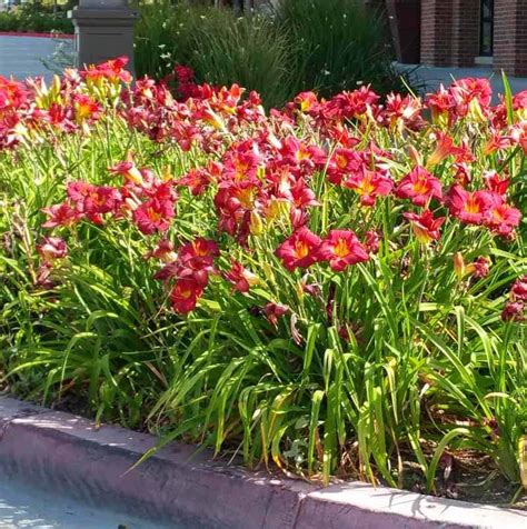 Daylilies | Garden View Landscape, Nursery & Pools