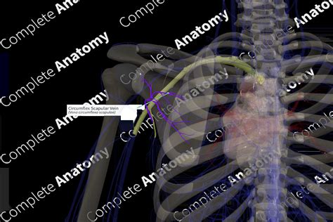 Circumflex Scapular Vein (Right) | Complete Anatomy