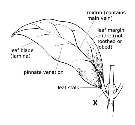 Draw A Labelled Diagram Of A Typical Leaf