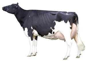 Holstein dairy cows | Discover Dairy