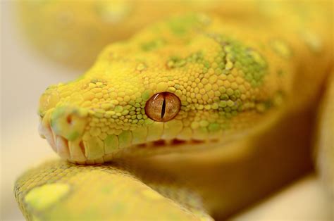 Free Pythons Snake Images Pixabay