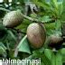 Tahukah Anda Khasiat Buah Binjai Cilifes