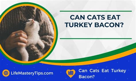 Can Cats Eat Turkey Bacon Life Mastery Tips