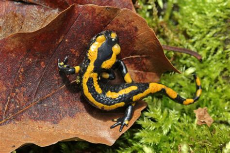 A Salamander's Diet: The Ultimate Guide - Mr. Amphibian