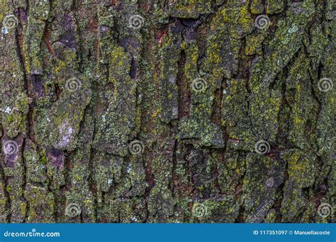 Maple Tree Bark with Moss Close Up. Stock Image - Image of pattern ...