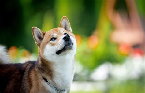 Jaka Jest Cena Shiba Inu Zobacz Ile Kosztuje Szczeniak Z Rodowodem