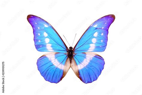 Butterfly : Blue Morpho Butterfly (Morpho Helena) , isolated on white ...