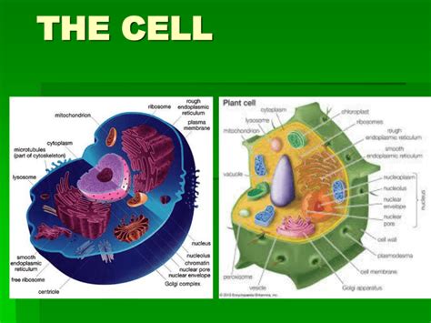 Eukaryotic cell structure