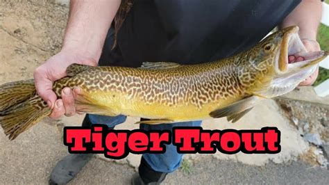 Catching Trophy Trout Beautiful Tiger Trout With Berkley Mice Tails