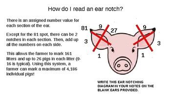 Pig Ear Notch Chart